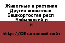 Животные и растения Другие животные. Башкортостан респ.,Баймакский р-н